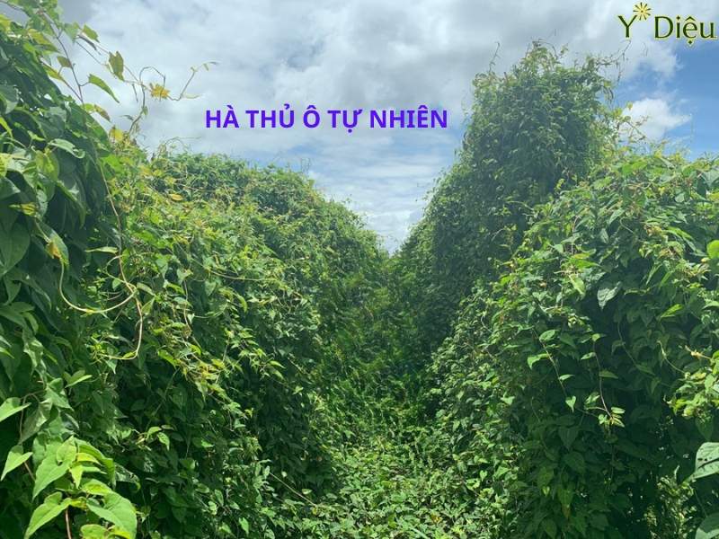 Hà thủ ô đỏ có thể mọc tự nhiên ở vùng núi phía bắc Việt Nam